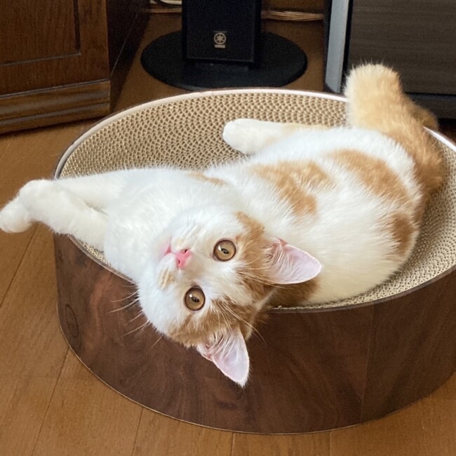 chiharu0530のカバー写真