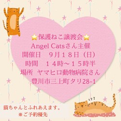 保護ねこ譲渡会
