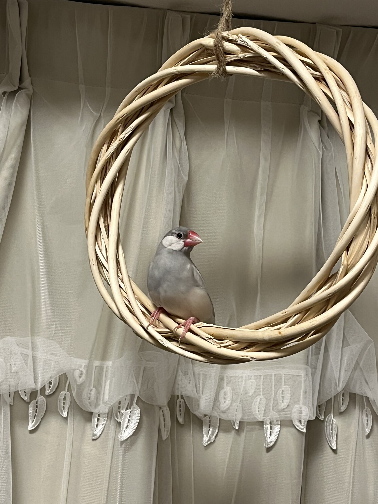文鳥ペア オスとメス 東京都 鳥の里親募集 ペットのおうち 月間利用者150万人