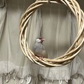 文鳥ペア(オスとメス)