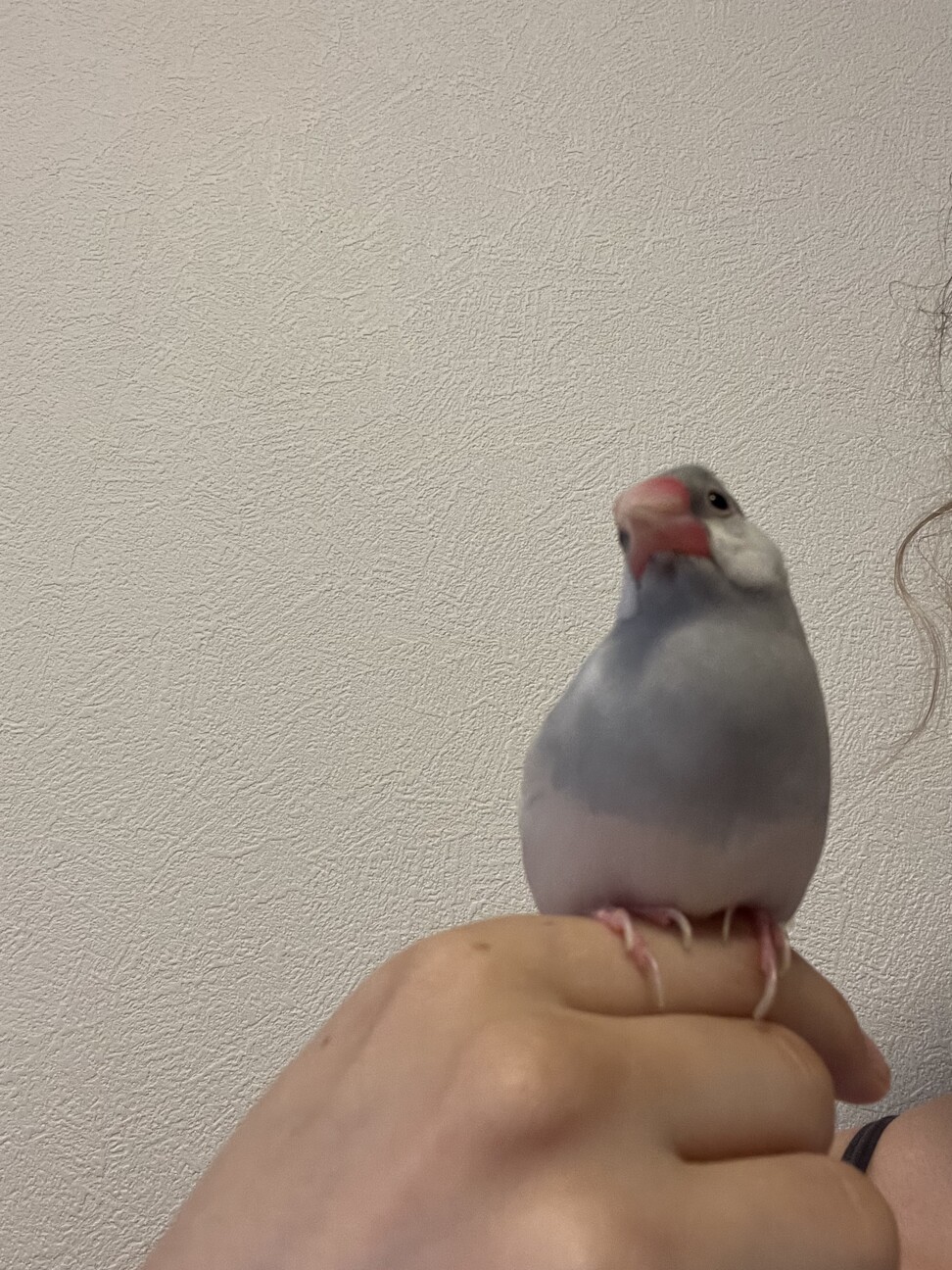 文鳥ペア オスとメス 東京都 鳥の里親募集 ペットのおうち 月間利用者150万人