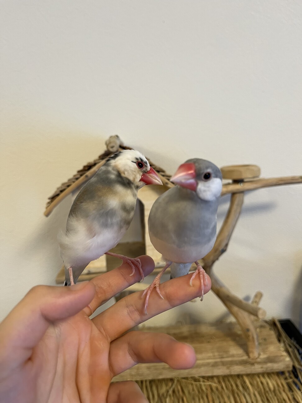 文鳥ペア オスとメス 東京都 鳥の里親募集 ペットのおうち 月間利用者150万人