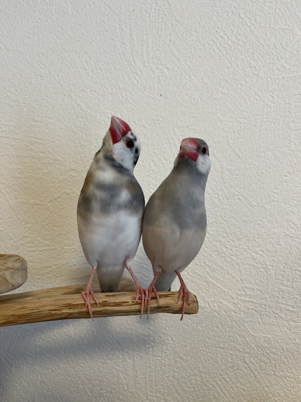 文鳥ペア オスとメス 東京都 鳥の里親募集 ペットのおうち 月間利用者150万人