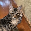 すこぶるやんちゃボーイ！ポウくん