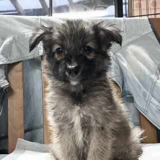 生後約2ヶ月の子犬里親緊急募集