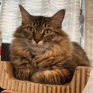 すっかり人馴れゴージャス長毛❤️キジトラ女子みくる