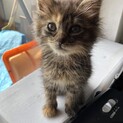 モフモフ子猫ちゃんの里親さんの募集をします。