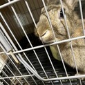 1歳のうさぎ
