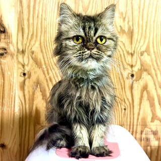 ミヌエット長足、おめめの大きい女の子♪