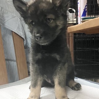 生後約2ヶ月の子犬里親緊急募集