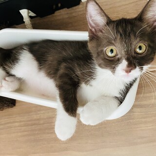 渋いお顔がチャーミングな一蘭ちゃん♡