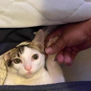 0歳6ヶ月甘えん坊さん寂しがり屋オス猫