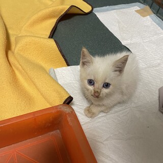 佐賀県鳥栖市　子猫を保護しました