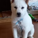 真っ白北海道の子犬　二郎