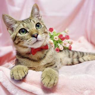 性格満点◎わんぱく甘えん坊　５ヶ月子猫