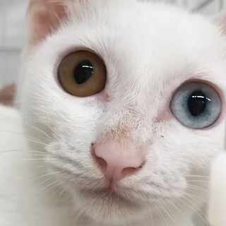 動物病院の保護猫・オッドアイの白い仔猫ちゃん！