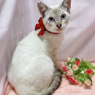 ブルーアイ♪淡い色のシャム　６ヶ月子猫