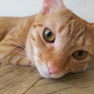 シャイで陽気な美男子♡クルーニー(1歳2カ月)