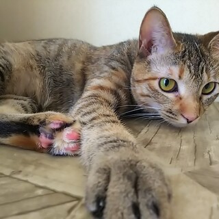 かわいい食いしん坊♡コモちゃん(1歳2か月)