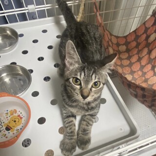 【ちむ】おかげさまで里親様が決まりました。