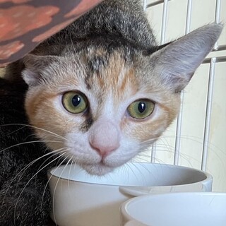 【どんどん】おかげさまで里親様が決まりました。