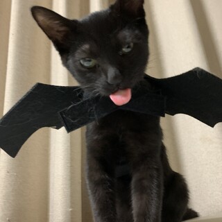 ゴロゴロ★穏やかな甘えん坊★ソルくん