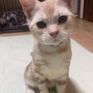 元気いっぱいアメショー♂４♀2クリーム　シルバー