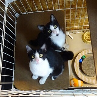 狭いケージから出られない人慣れした兄弟