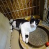 狭いケージから出られない人慣れした兄弟 サムネイル4