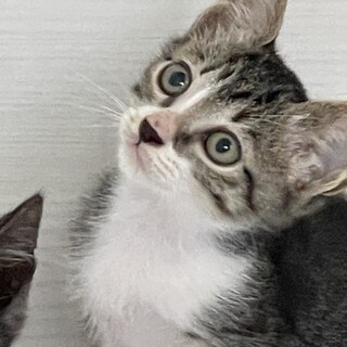 おっとり、慎重なキジ白男の子