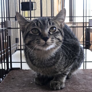 イケメン男子！シンバくん