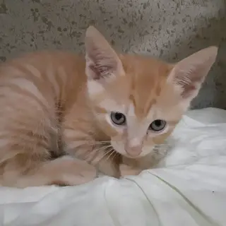 生後2か月の子猫たち