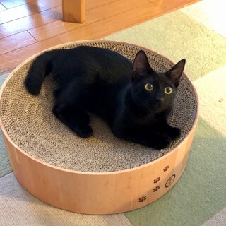 まん丸お目目の美猫♡のあくん《9/11譲渡会参加》