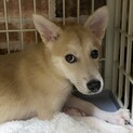 ドロシーのずっとの家族を探しています