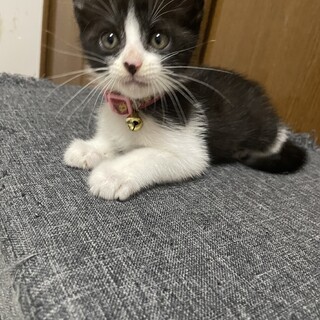 里親決定しました