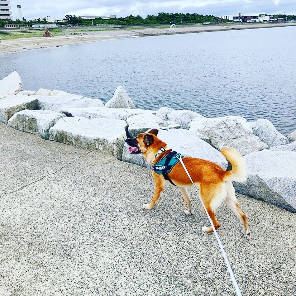 ドラセナのカバー写真