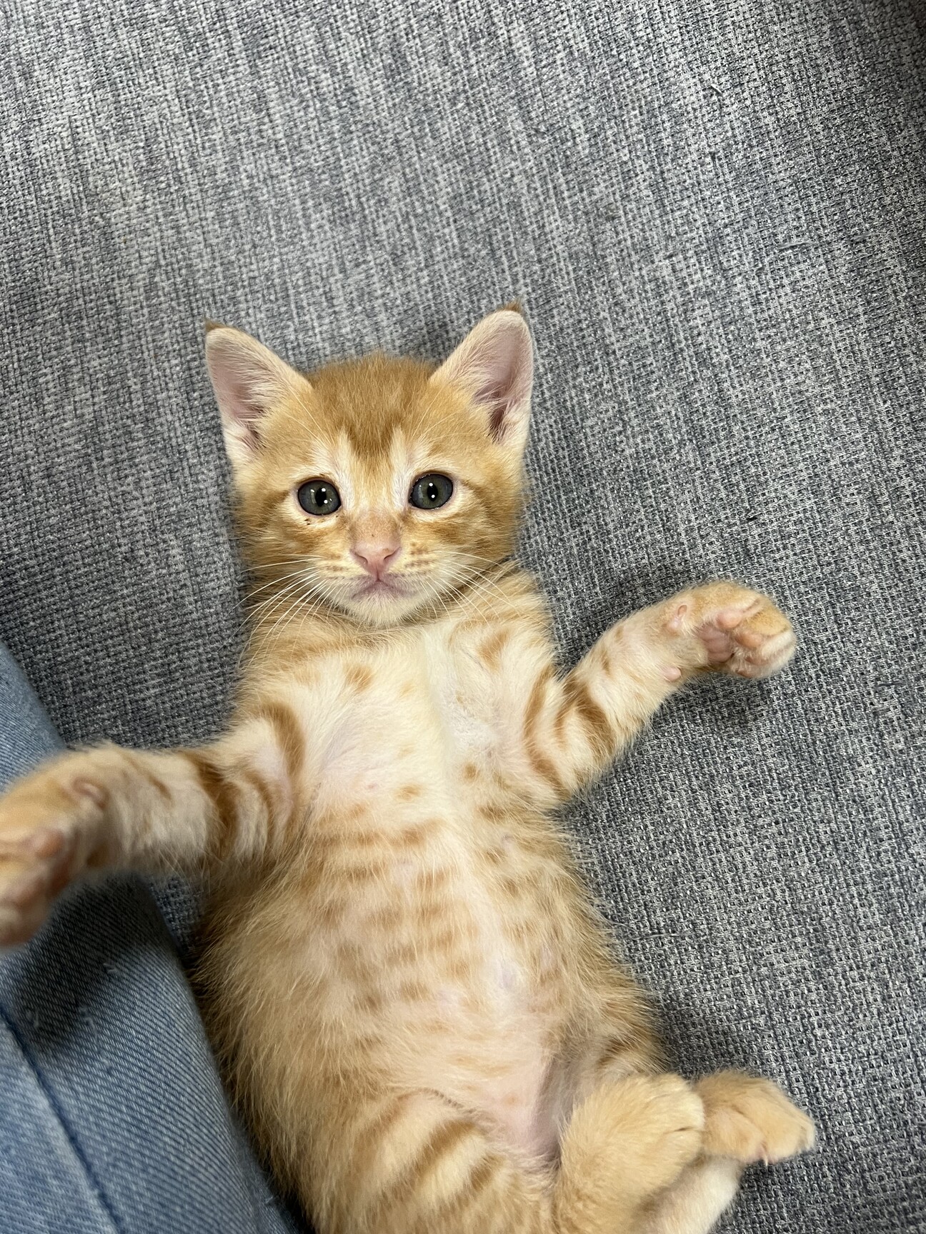 可愛い茶トラ4兄妹 大阪府 猫の里親募集 4298 ペットのおうち 月間利用者150万人