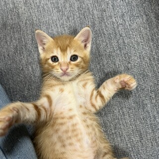 可愛い茶トラ4兄妹