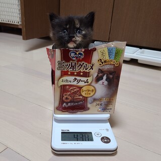 甘えん坊なサビ猫♡