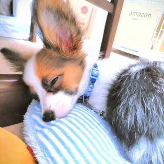 パピヨンの男の子を可愛がってくださる方