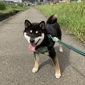 豆柴の里親募集します