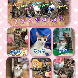こねこの譲渡会 サムネイル2
