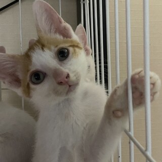 可愛い茶白の男の子