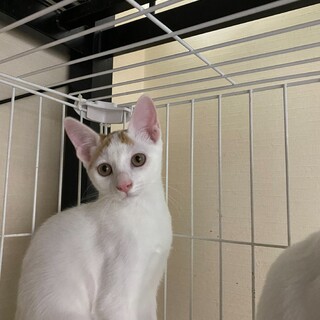 可愛い白茶の男の子