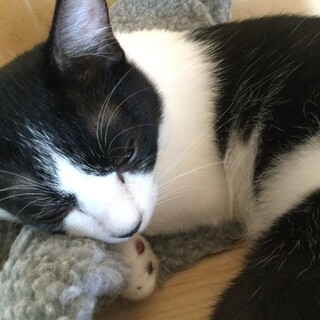 元気な黒白くん