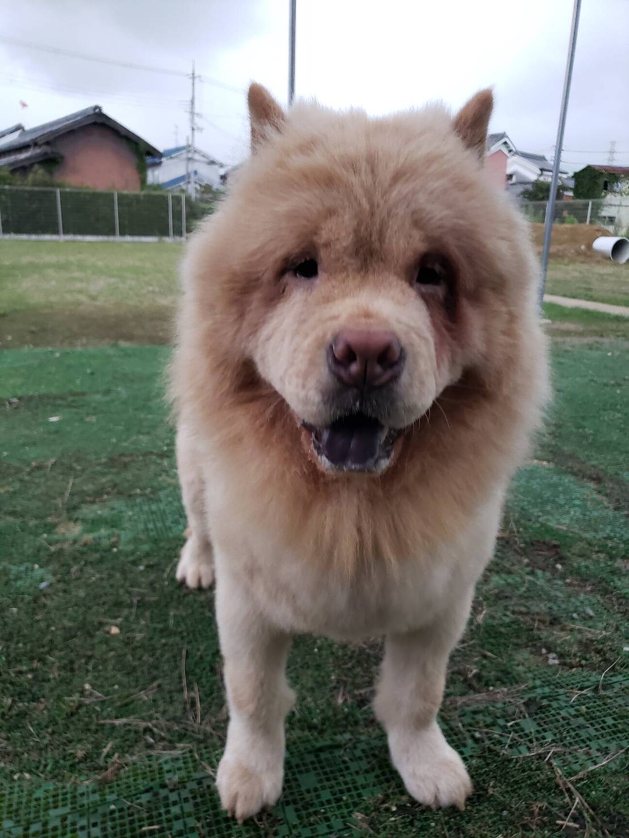 チャウチャウ 男の子 パンくん 奈良県 犬の里親募集 ペットのおうち 月間利用者150万人 チャウチャウ 男の子 パンくん 奈良県 犬の里親募集 ペットのおうち 月間利用者150万人
