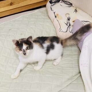 パステル三毛の長毛女の子レイラちゃん