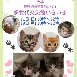 保護猫譲渡会atいきいき