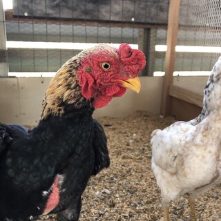 ニワトリ飼いたい方