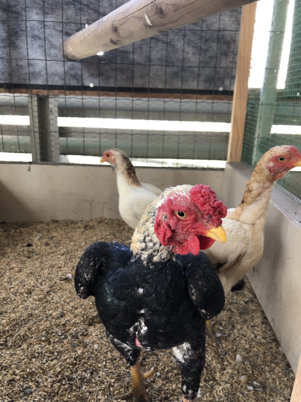 「ニワトリ飼いたい方」鹿児島県 - 鳥の里親募集(429923) :: ペットのおうち【里親決定25万頭！】
